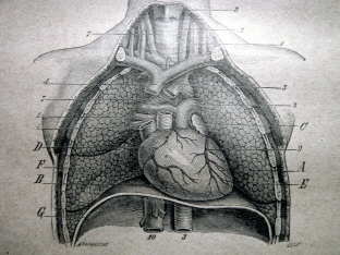 Does Obesity Lead to Asthma?