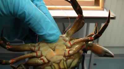 Can Crustaceans Feel Pain?